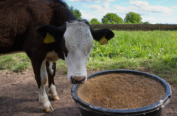 Cattle Mineral Supplement