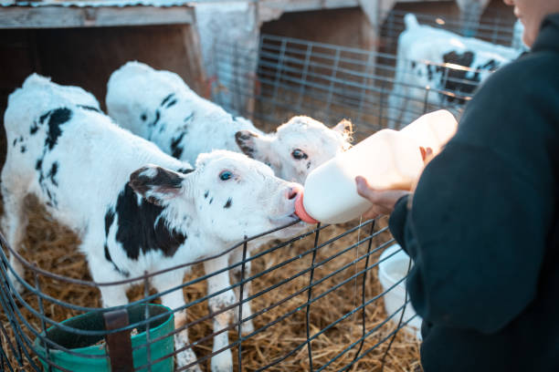 Premium Dairy Feed