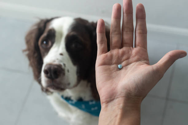 Veterinary Multi-Vitamin